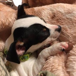 Meet your Posher, Roga